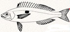 Spicara smaris_Claves.jpg